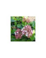 Viburnum tinus Lisarose - Globe Planter