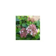Viburnum tinus Lisarose - Globe Planter