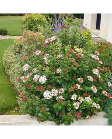 Viburnum tinus Lisarose - Globe Planter
