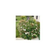 Viburnum tinus Lisarose - Globe Planter