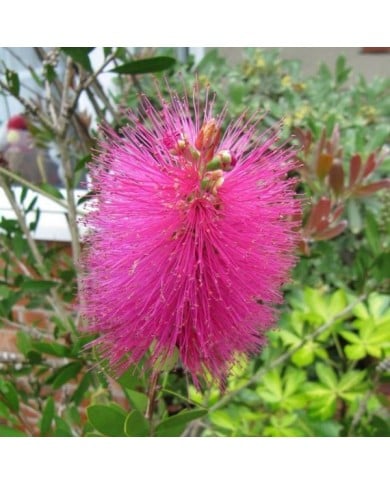Callistemon viminalis 'Hot Pink' - fleur (Leonora (Ellie) Enking)