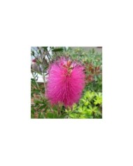 Callistemon viminalis 'Hot Pink' - fleur (Leonora (Ellie) Enking)