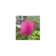 Callistemon viminalis 'Hot Pink' - fleur (Leonora (Ellie) Enking)