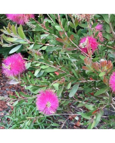 Callistemon viminalis Hot Pink - arbuste (Leonora (Ellie) Enking)