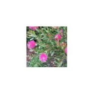 Callistemon viminalis Hot Pink - arbuste (Leonora (Ellie) Enking)