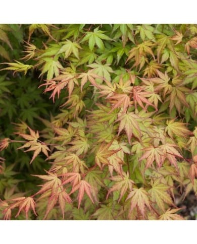 Acer palmatum 'Sango Kaku' - feuilles - F.D. Richards - Flickr