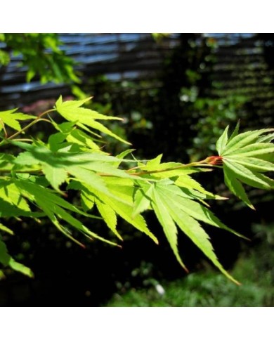 Acer palmatum 'Sango Kaku' - feuillage - Scott Akerman - Flickr