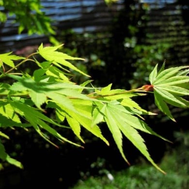 Acer palmatum 'Sango Kaku' - feuillage - Scott Akerman - Flickr