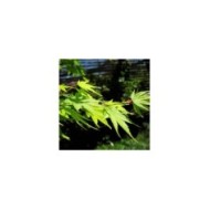 Acer palmatum 'Sango Kaku' - feuillage - Scott Akerman - Flickr