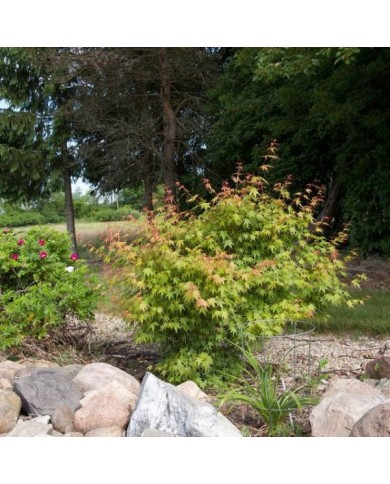 Acer palmatum 'Sango Kaku' - vue d'ensemble - F.D. Richards - Flickr