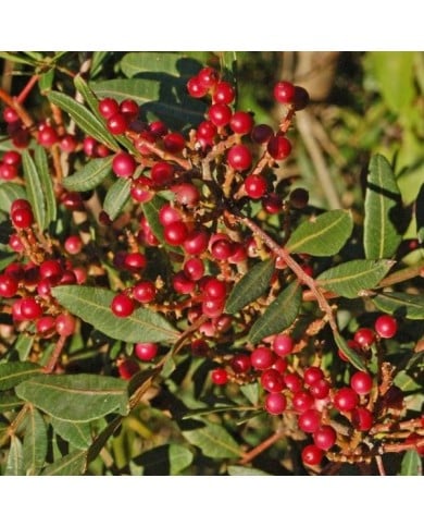Pistacia lentiscus - Ettore Balocchi - Flickr