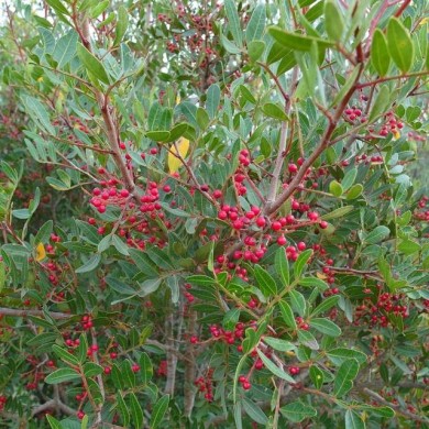 Pistacia lentiscus - curiously_unique - Flickr