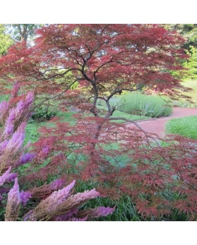 Acer palmatum Dissectum 'Garnet'