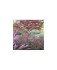 Acer palmatum Dissectum 'Garnet'
