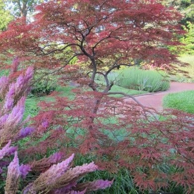Acer palmatum Dissectum 'Garnet'