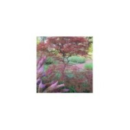 Acer palmatum Dissectum 'Garnet'