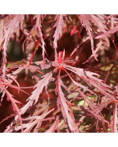 Acer palmatum Dissectum 'Garnet' - détail du feuillage