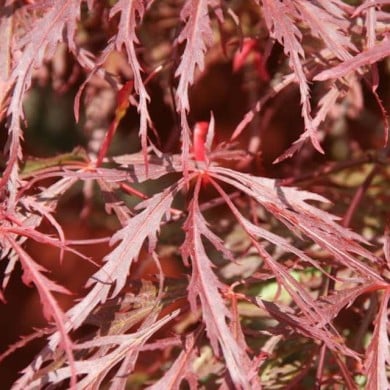 Acer palmatum Dissectum 'Garnet' - détail du feuillage