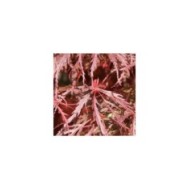 Acer palmatum Dissectum 'Garnet' - détail du feuillage