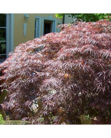 Acer palmatum Dissectum 'Garnet'