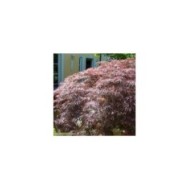 Acer palmatum Dissectum 'Garnet'