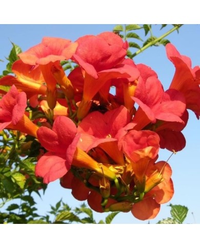 Bignone 'Madame Galen'