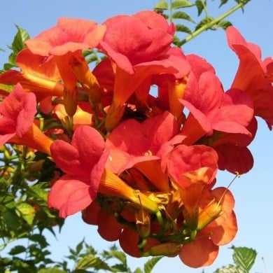 Bignone 'Madame Galen'