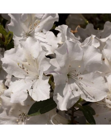 Azalée ENCORE® Lily (Azalea japonica) (Globe Planter)