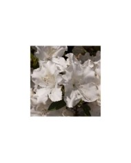 Azalée ENCORE® Lily (Azalea japonica) (Globe Planter)