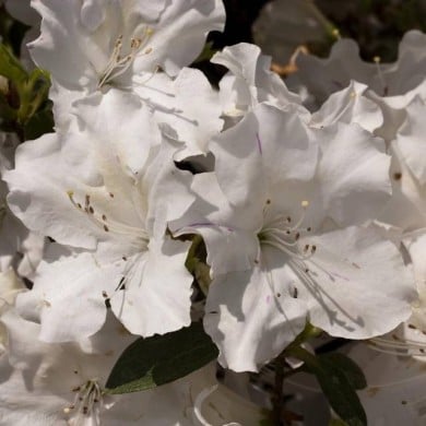 Azalée ENCORE® Lily (Azalea japonica) (Globe Planter)