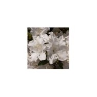 Azalée ENCORE® Lily (Azalea japonica) (Globe Planter)