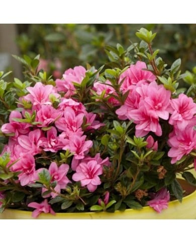 Azalée ENCORE® Empress (Azalea japonica) (Globe Planter)