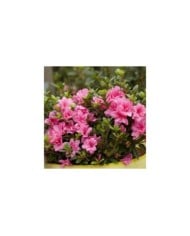Azalée ENCORE® Empress (Azalea japonica) (Globe Planter)