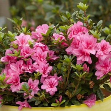 Azalée ENCORE® Empress (Azalea japonica) (Globe Planter)