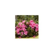 Azalée ENCORE® Empress (Azalea japonica) (Globe Planter)