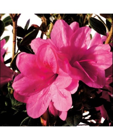 Azalée ENCORE® Empress (Azalea japonica) (Globe Planter)