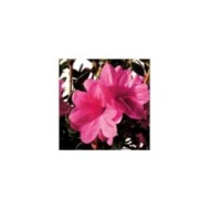Azalée ENCORE® Empress (Azalea japonica) (Globe Planter)