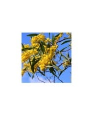 Acacia retinodes - Image par Ulrike Leone de Pixabay 
