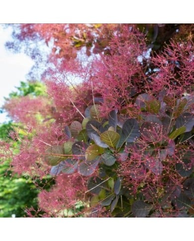 Cotinus coggygria (Alesia / stock.adobe.com)