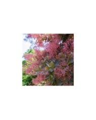 Cotinus coggygria (Alesia / stock.adobe.com)
