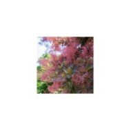Cotinus coggygria (Alesia / stock.adobe.com)