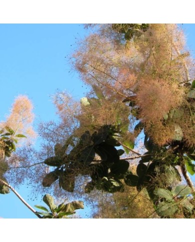Cotinus 'Grace' - Arbre à perruque (cultivar413)