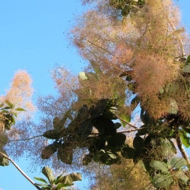 Cotinus 'Grace' - Arbre à perruque (cultivar413)