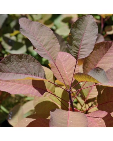 Cotinus 'Grace' - Arbre à perruque (Megan Hansen)