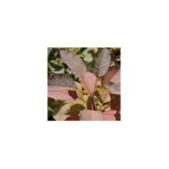 Cotinus 'Grace' - Arbre à perruque (Megan Hansen)