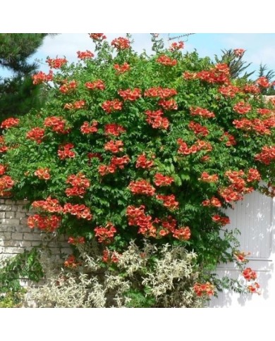 Bignone 'Madame Galen'