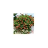 Bignone 'Madame Galen'
