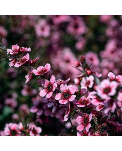 Leptospermum Martini - fleurs (fabrizio / Adobe Stock)