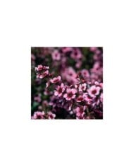 Leptospermum Martini - fleurs (fabrizio / Adobe Stock)