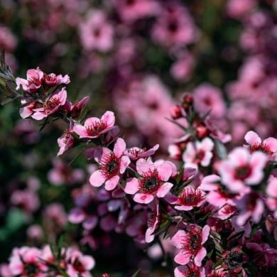Leptospermum Martini - fleurs (fabrizio / Adobe Stock)